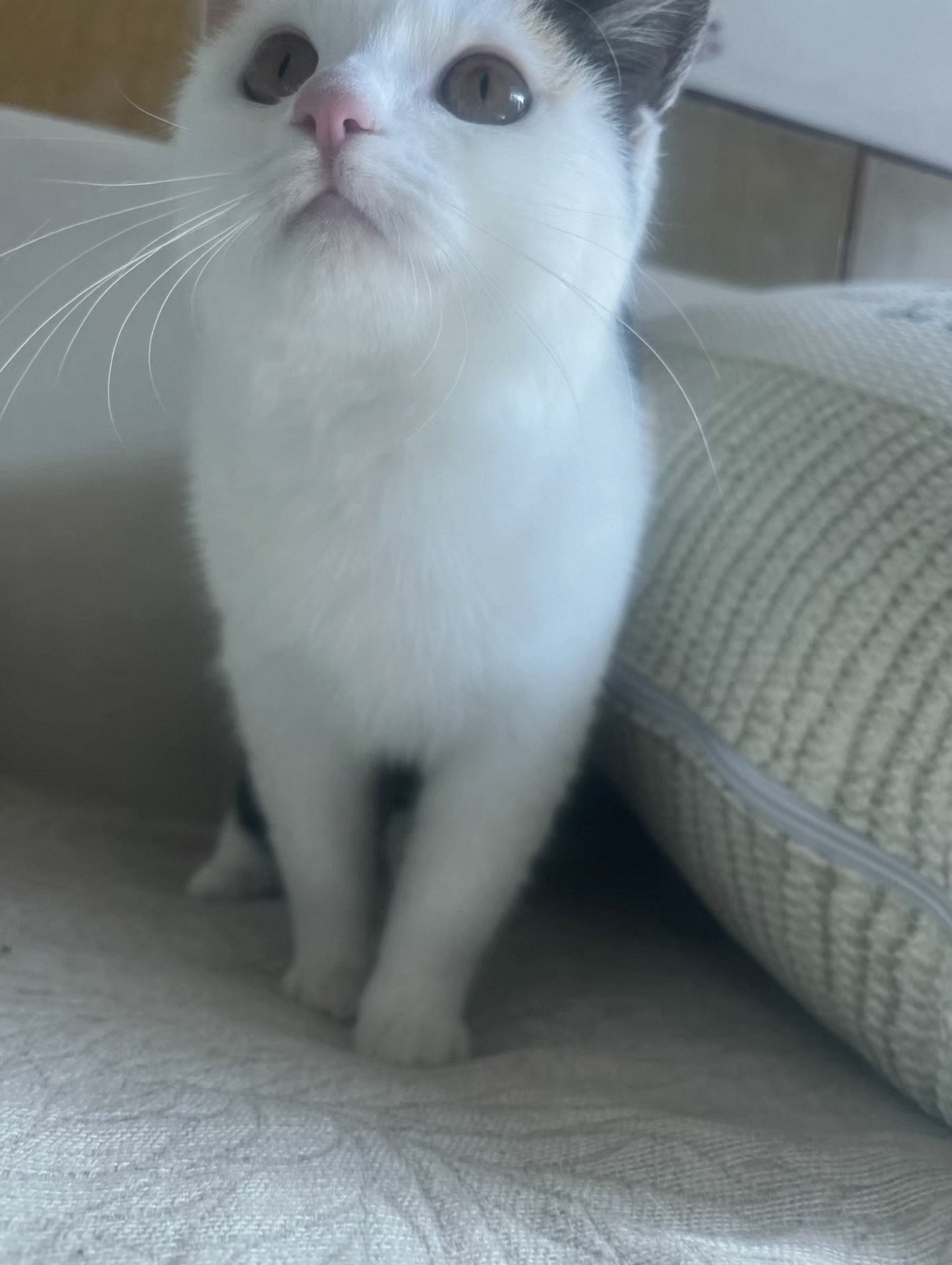 英短三花妹妹,包子脸,疫苗三针全部打完,性格好粘人,活泼健康